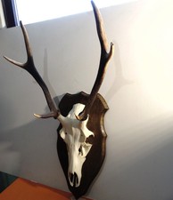 Rothirsch Geweih Hirschgeweih