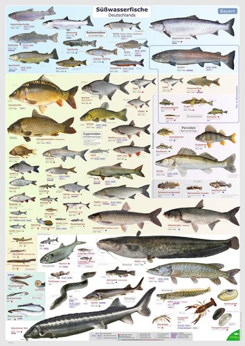Poster süßwasserfische - poster,