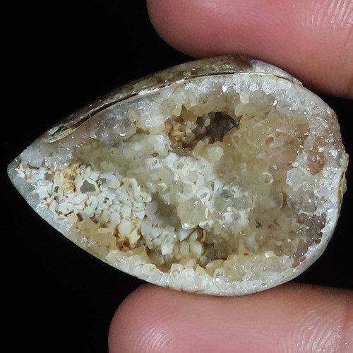 Natürlich fossil schnecke - natürlich,