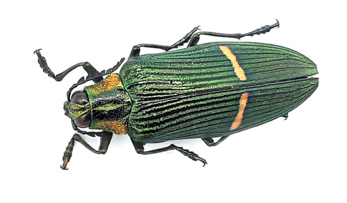 Buprestidae catoxantha - buprestidae,,