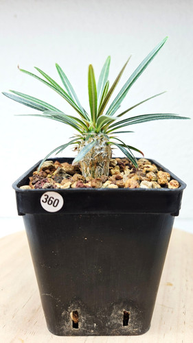 Pachypodium rosulatum ssp