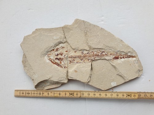 Eurypholis boisseri seltener - boisseri,