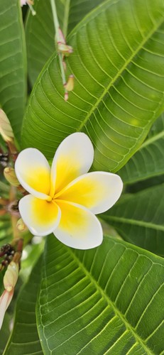 Plumeria frangipani ableger - plumeria,