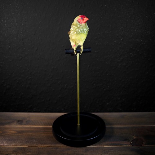 Star finch taxidermy - star,