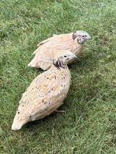 Wachteleier 24 Stück von Legewachteln