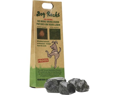 Dog rocks natur - dog,