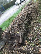 Kirsche Holz Kirschholz Stamm 7 Meter Lang