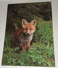 Groh Fuchs Rotfuchs Welpe Fox Renard Tier Postkarte Postcard Ak Tierpostkarte 