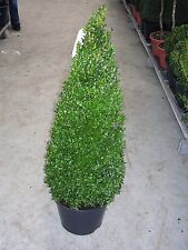 2 Buchsbaum-Kegel / Pyramide (Höhe: 80-90 cm), Buxus sempervirens + Dünger