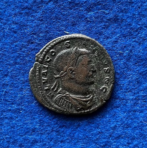 Constantius chlorus follis - chlorus,