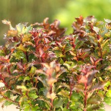 Hochstamm stechpalme ilex - stechpalme,