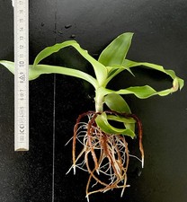 Goldbart Callisia fragrans, ein bewurzelter Ableger wie auf dem 1. und 2. Foto