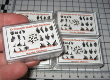 Permian Orthacanthus