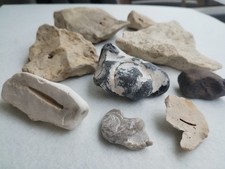 Ostsee Versteinerungen Set Seelilien, Muscheln, Seeigelstacheln etc. Fossilien