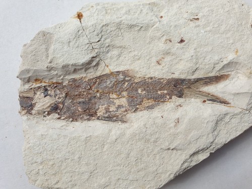 Acrognathus dodgei fossiler - dodgei,