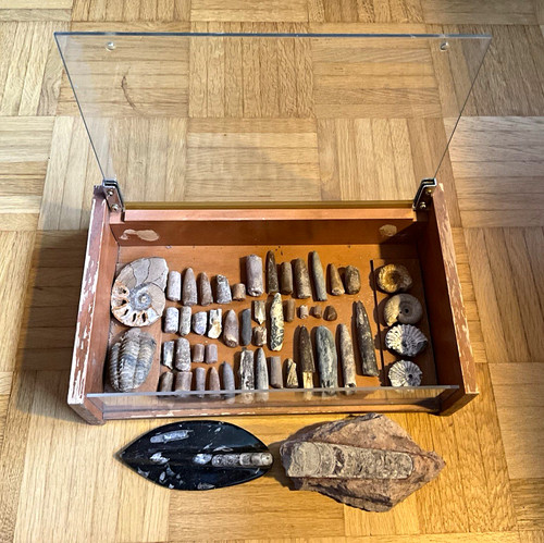 Fossilien sammlung - fossilien-sammlung, im