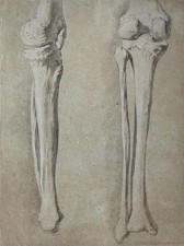 Knochen Bein Akademische