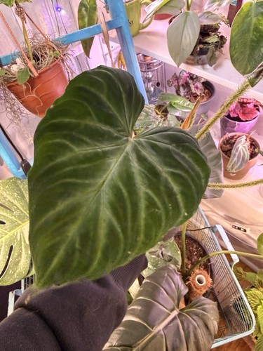 Philodendron verrucosum - ,