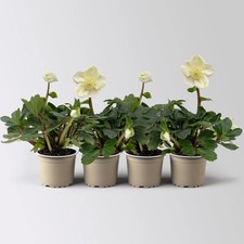 Christrose Mini, weiß, Topf-Ø 6 cm, 4 Pflanzen