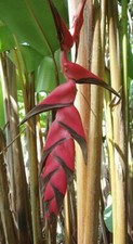 Bvr1086 heliconia pogonantha - heliconia,