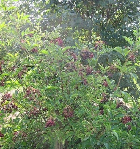 Sambucus nigra 60cm - sambucus, ca.