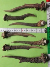 Rehstangen    Hirschhorn    Gehörn   Kauknochen   Geweihsnack  ( R 34 )
