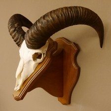 Mufflon (Ovis gmelini musimon) Widder Geweih Schädeltrophäe HL 47,5 cm 82.1.102