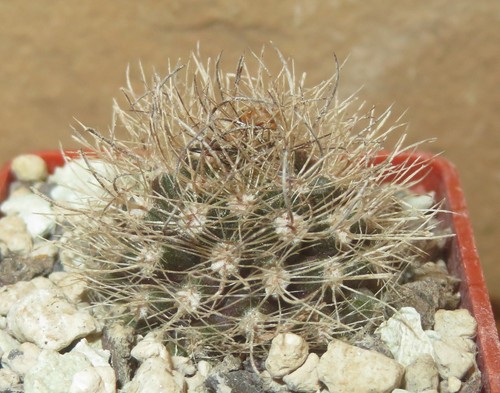 Eriosyce neoporteria villosa - eriosyce,