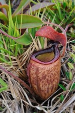 Nepenthes argentii 🌱