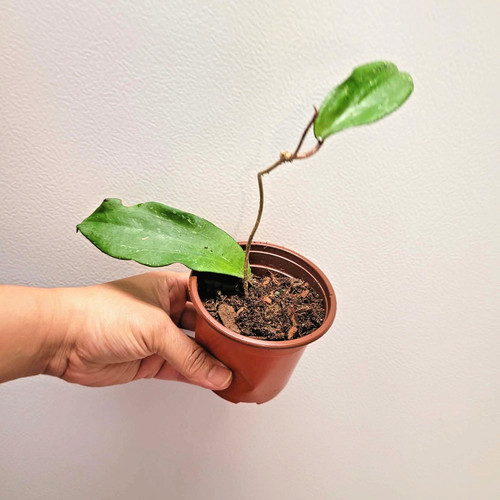 Hoya rigida rooted live - hoya, plant