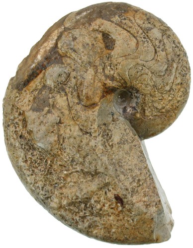 Malm pseudaganites aganticus - pseudaganites,