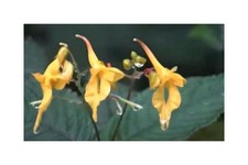 10x Impatiens longiloba Springkräuter Garten Pflanzen - Samen B1123