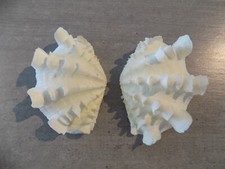 Muschel: NEW CARDIIDAE