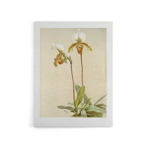 Sander cypripedium leeanum - sander,