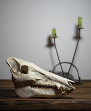 Echter Schädel Wildschwein