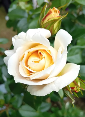 Rose märchenrose lions - rose,