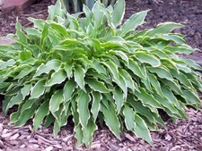 Funkie STILETTO im Topf