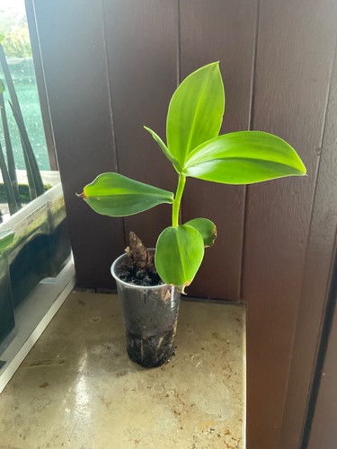 Costus woodsonii pflanze - woodsonii,