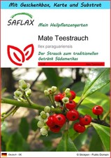 SAFLAX Geschenk Set - Mate Teestrauch - Ilex - 10 Samen