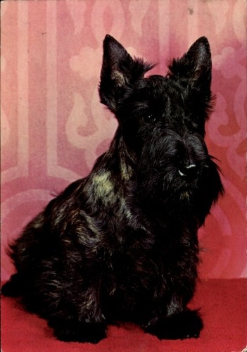 Scottish terrier - ak,