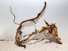 Asiatische Troll-Azalee