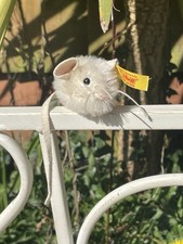 Steiff Teddybär Maus / Mäuse
