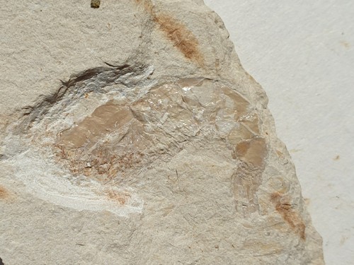 Carpopenaeus garnele 100 - -,