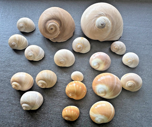 Nabelschnecken moon snail - nabelschnecken,