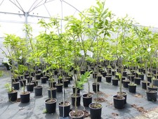 Esskastanie Castanea sativa