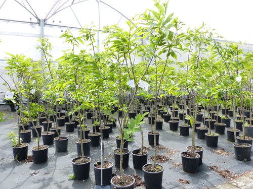 Esskastanie castanea sativa - esskastanie,