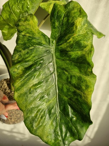 Alocasia macrorrhiza