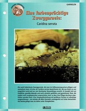 Die Zwerggarnele Caridina serrata / Aquariuminfokarte