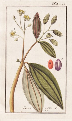 Cinnamomum cassia zimtkassie - cassia,