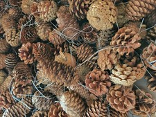 Set mit 12 echten Tannenzapfen